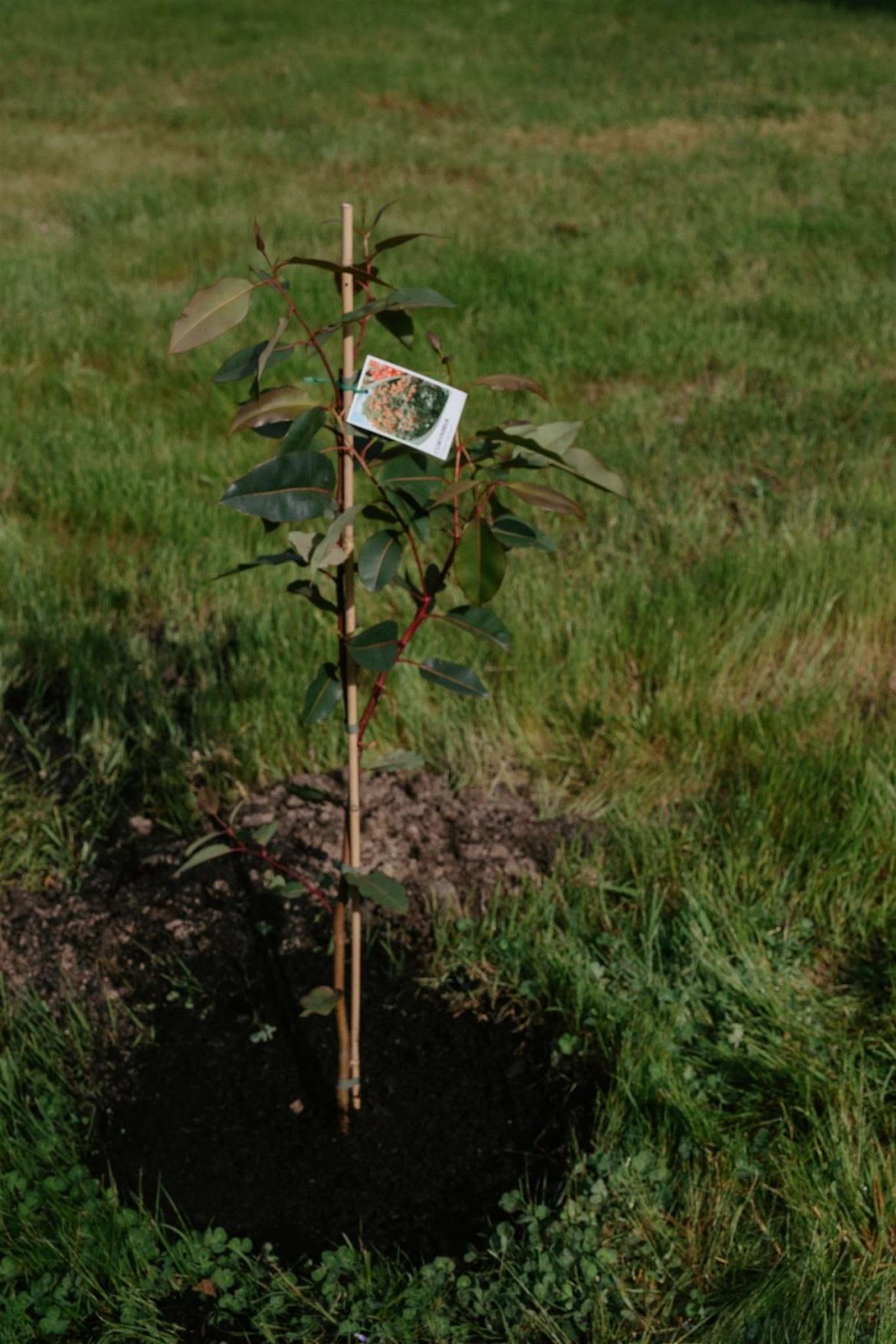 Planting a tree on your wedding day